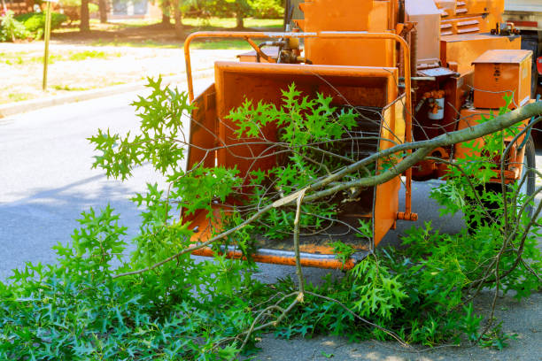 Best Arborist Consultation Services  in Florence, SC