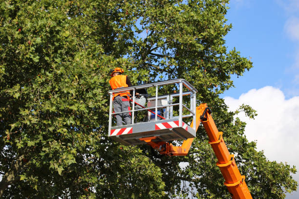 Best Tree Risk Assessment  in Florence, SC
