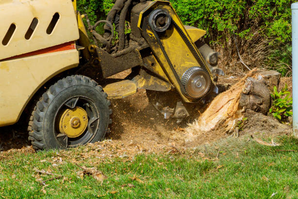 Best Tree Disease Treatment  in Florence, SC