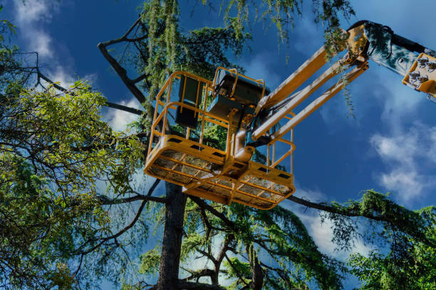 Best Tree Maintenance Programs  in Florence, SC
