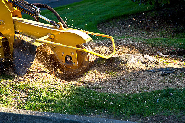 Best Palm Tree Trimming  in Florence, SC
