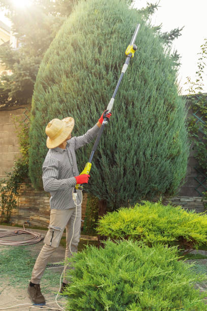 Trusted Florence, SC Tree Services Experts