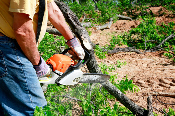 Best Lawn Grading and Leveling  in Florence, SC
